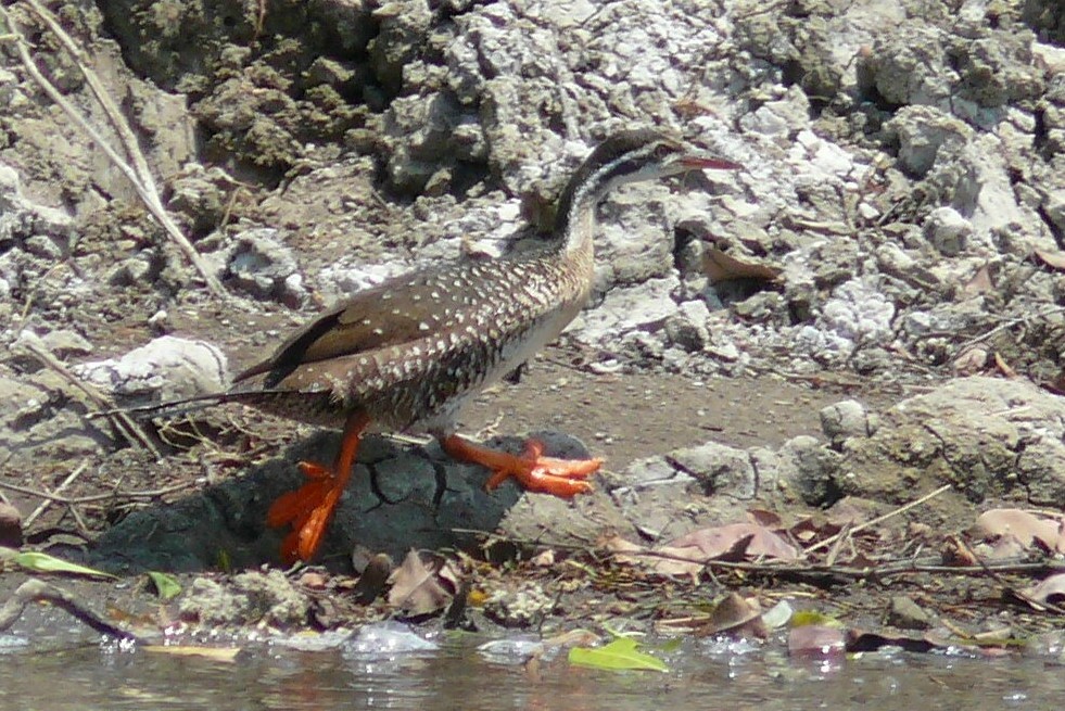 African Finfoot wallpaper