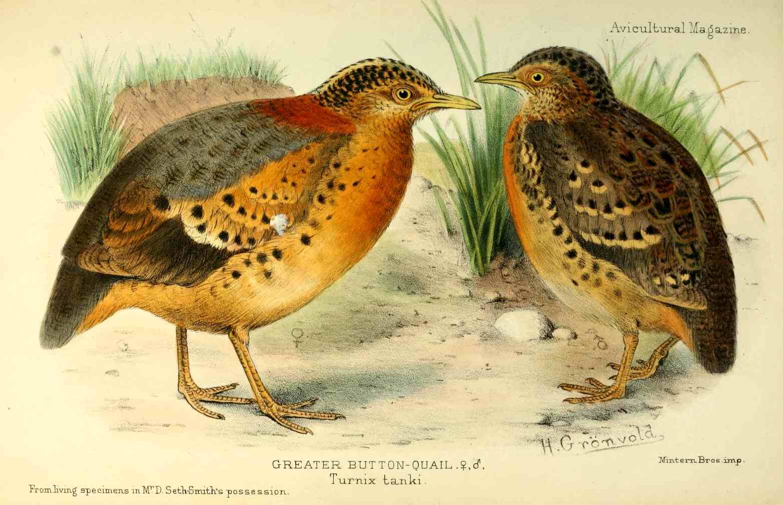 Yellow-legged Buttonquail wallpaper
