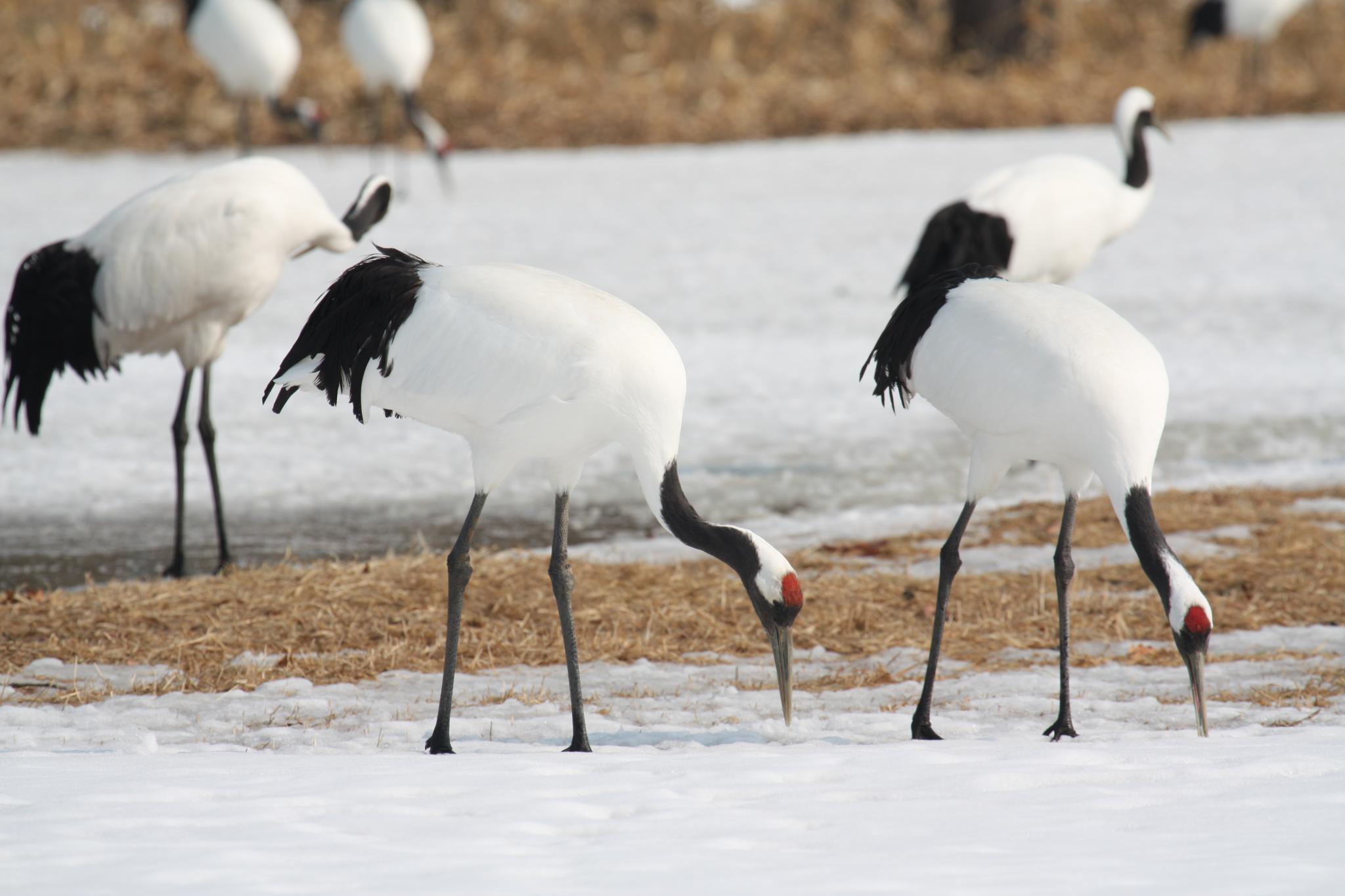 Red-crowned Crane wallpaper