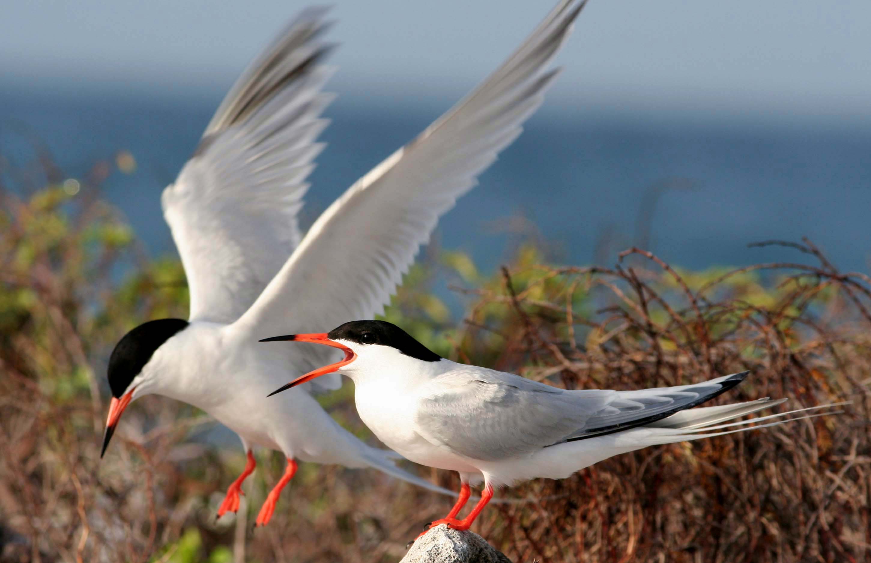 Roseate Tern wallpaper