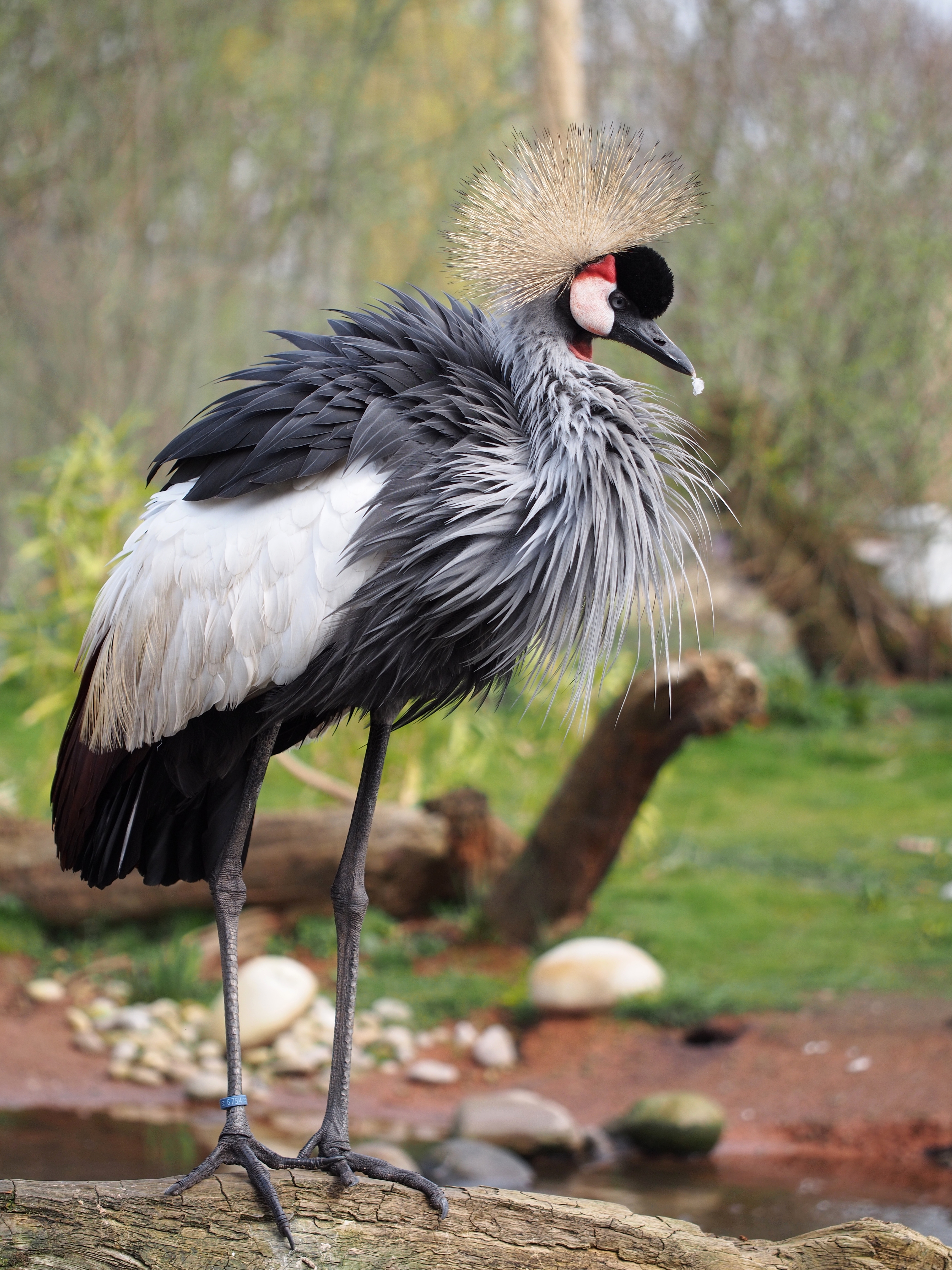 Grey Crowned Crane wallpaper