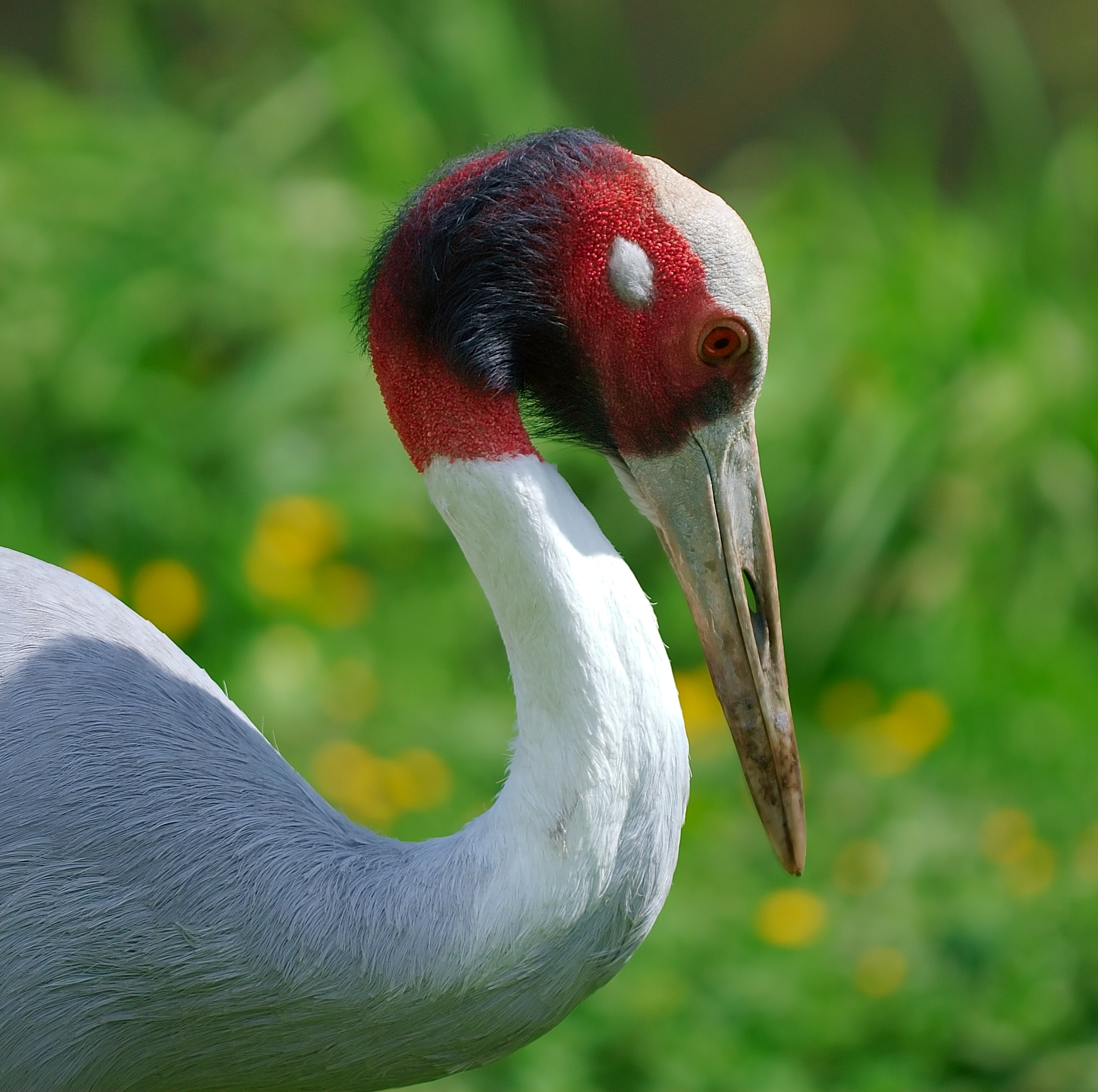 Sarus Crane wallpaper