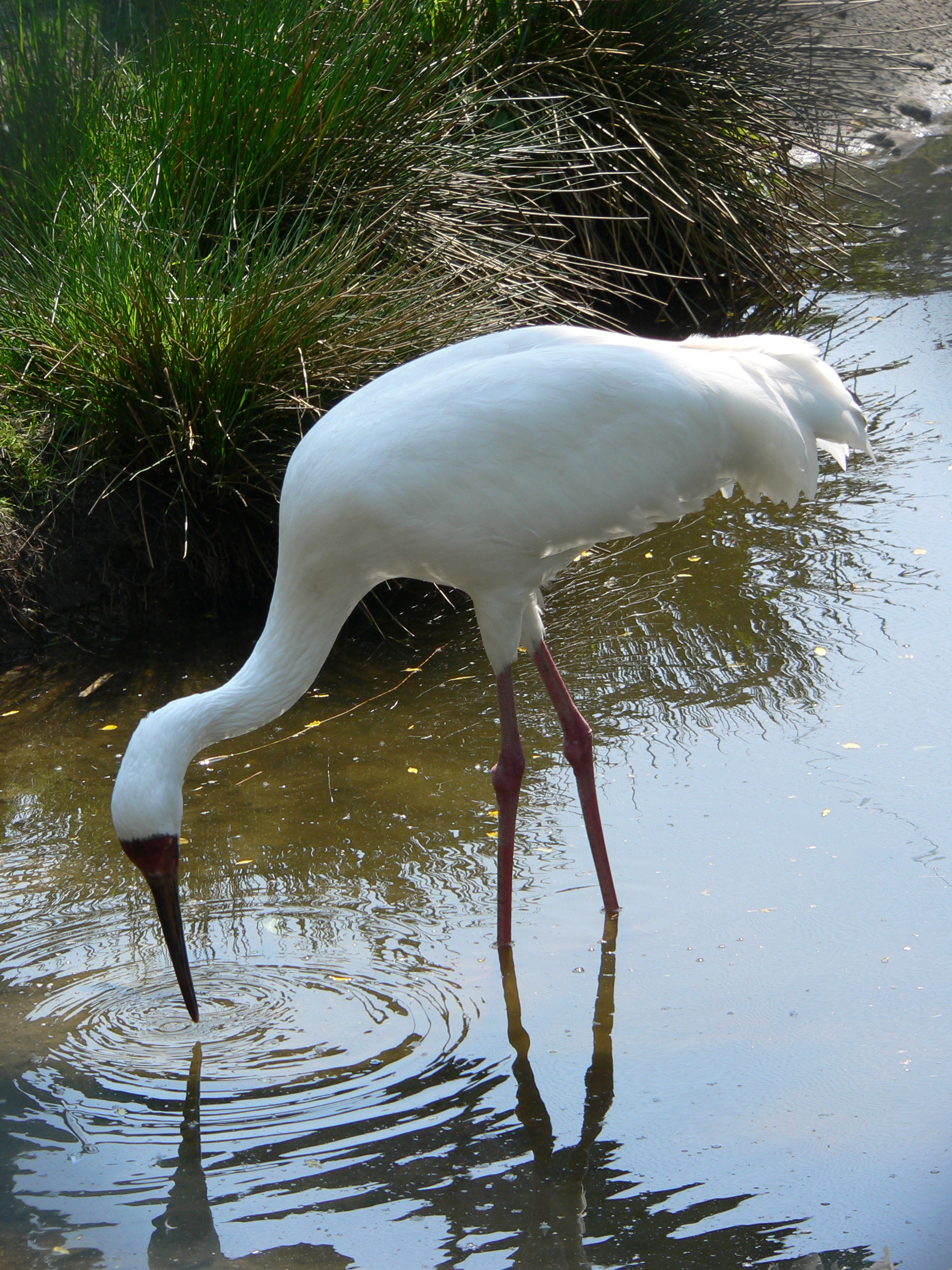 Siberian Crane wallpaper