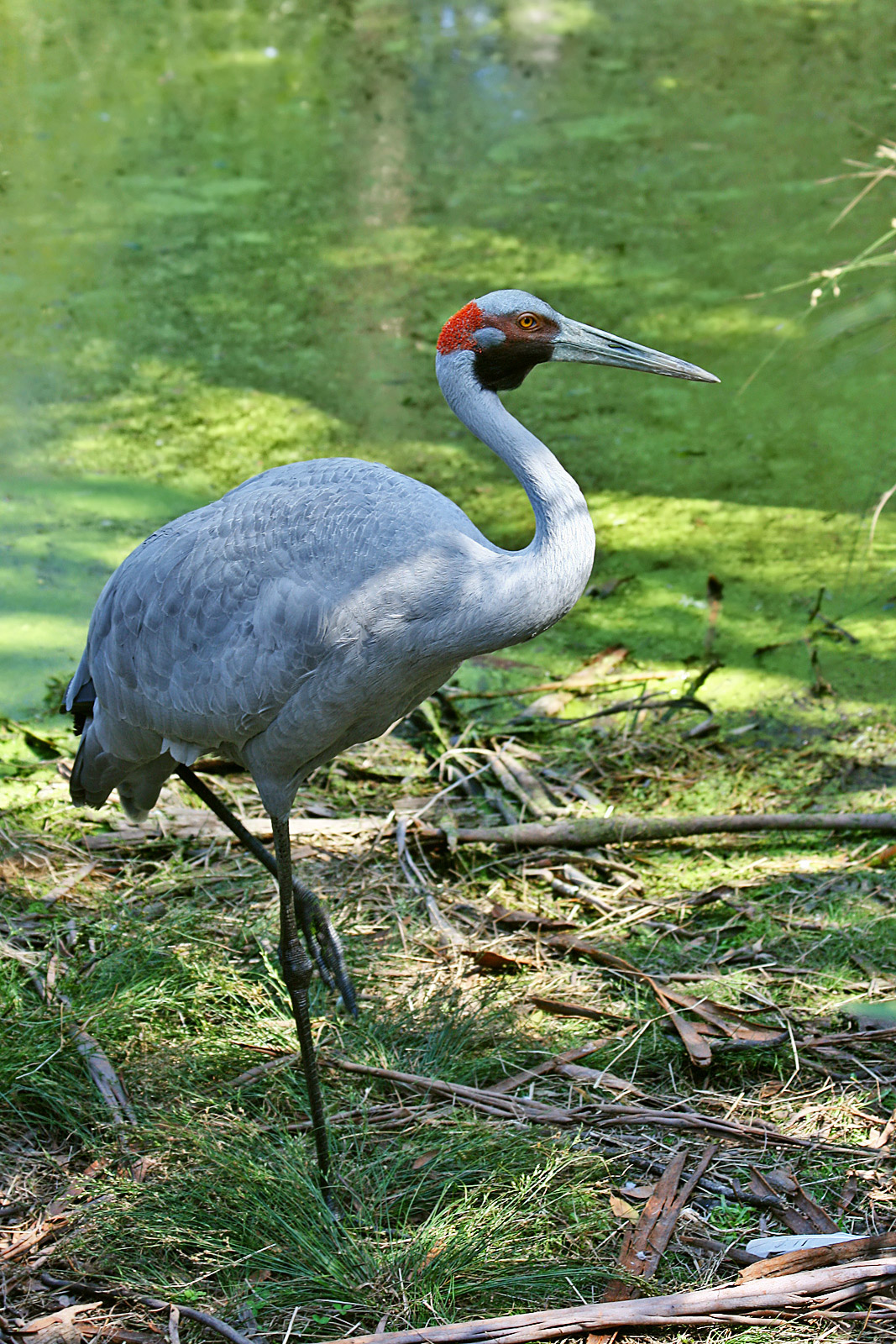 Brolga wallpaper