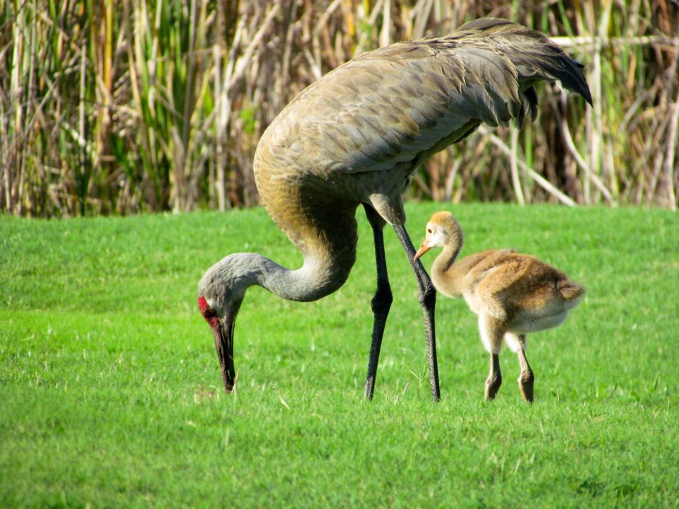 Sandhill Crane wallpaper