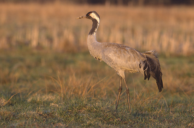 Common Crane wallpaper