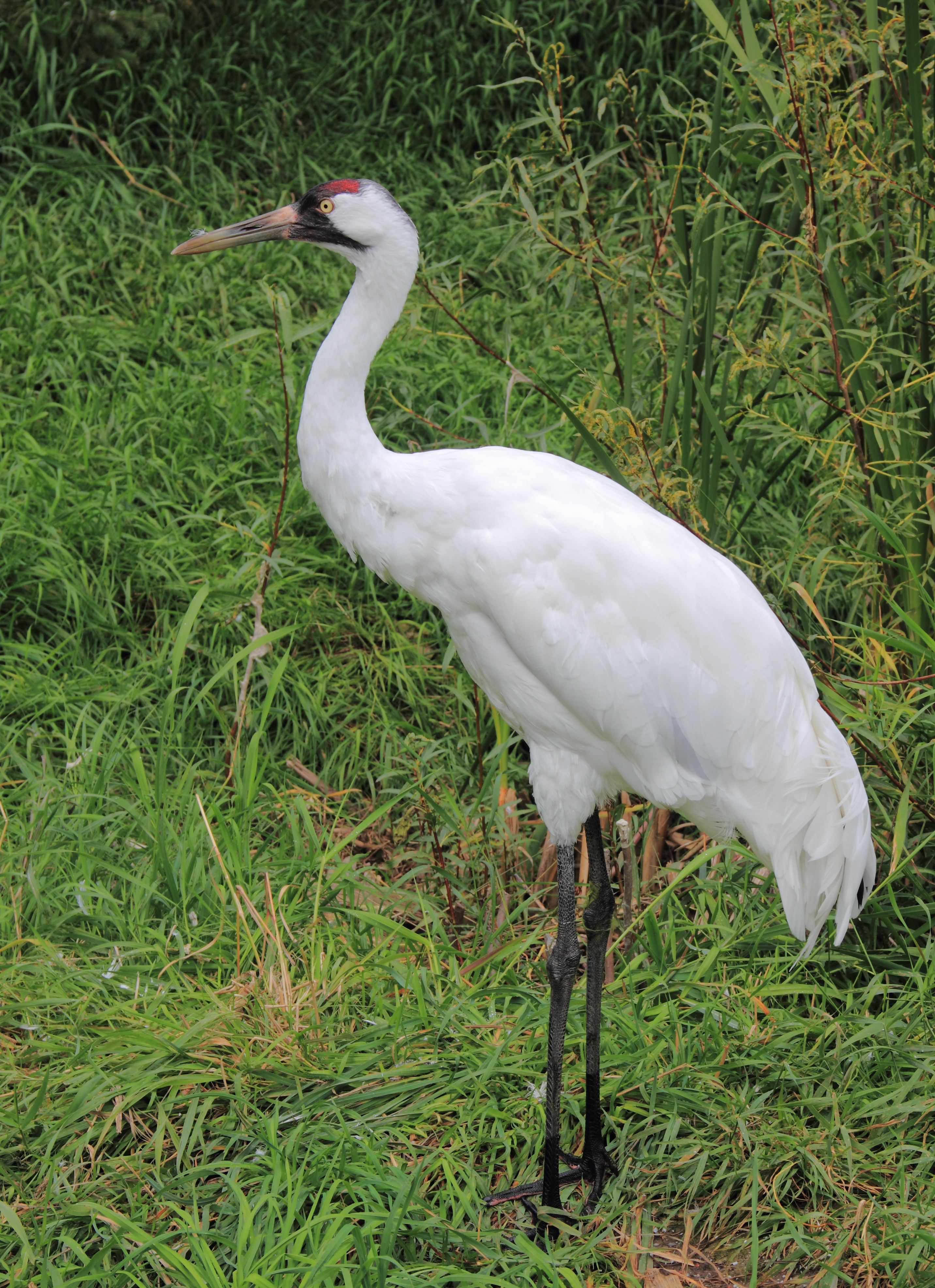 Whooping Crane wallpaper