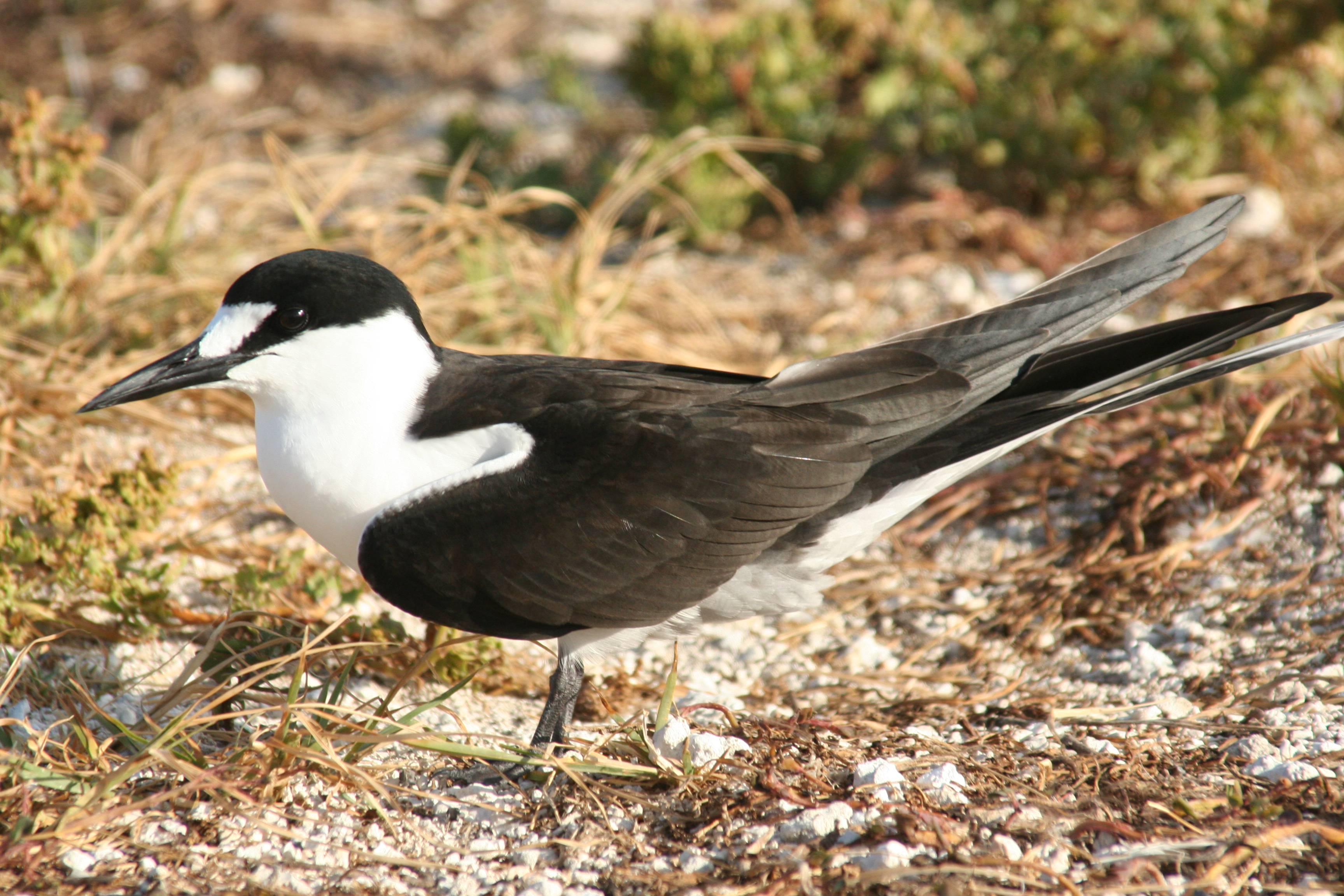 Sooty Tern wallpaper