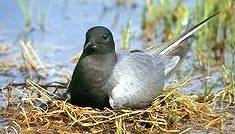 Black Tern wallpaper