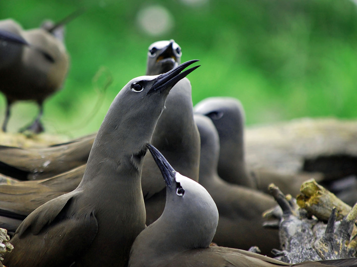 Brown Noddy wallpaper