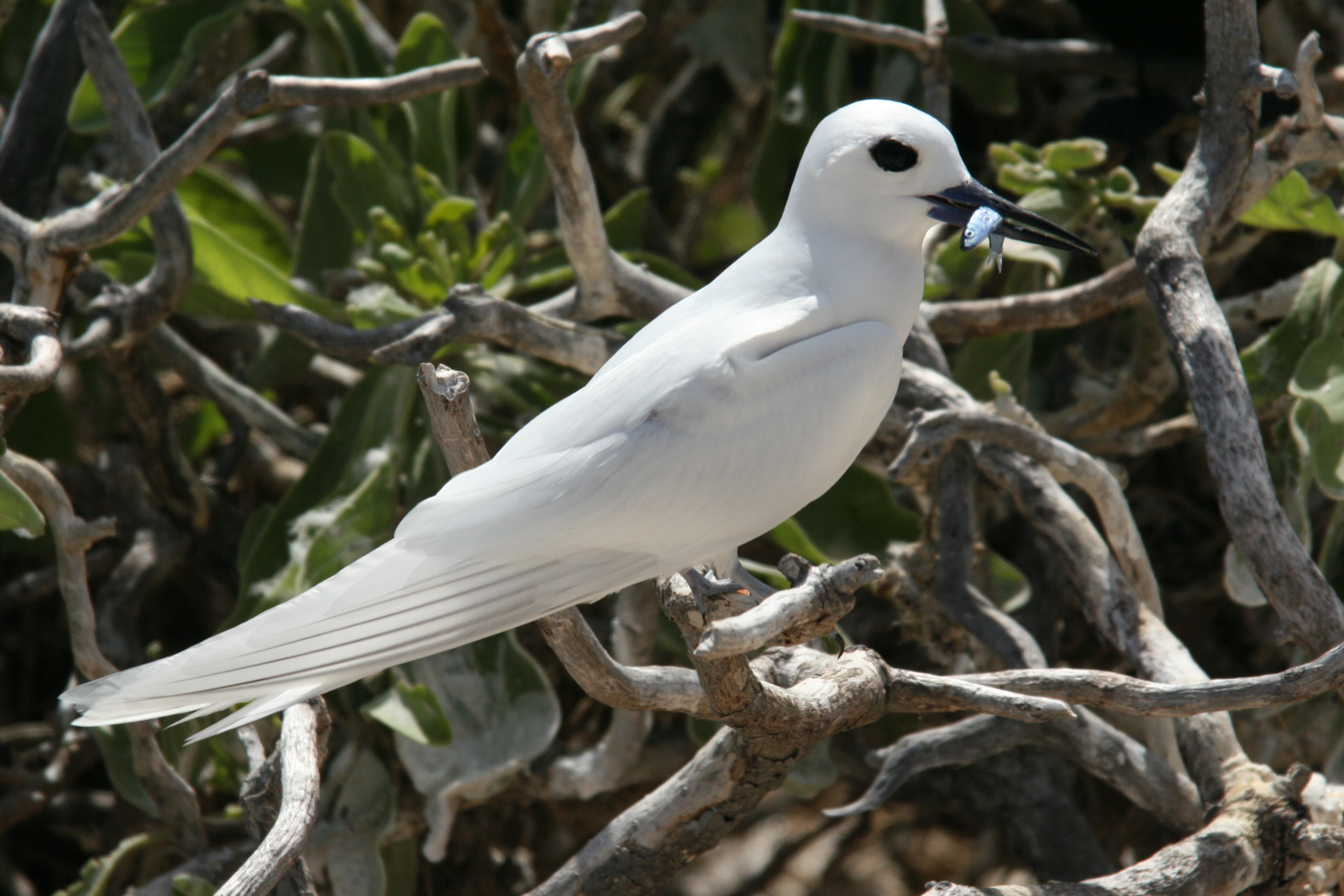 White Tern wallpaper