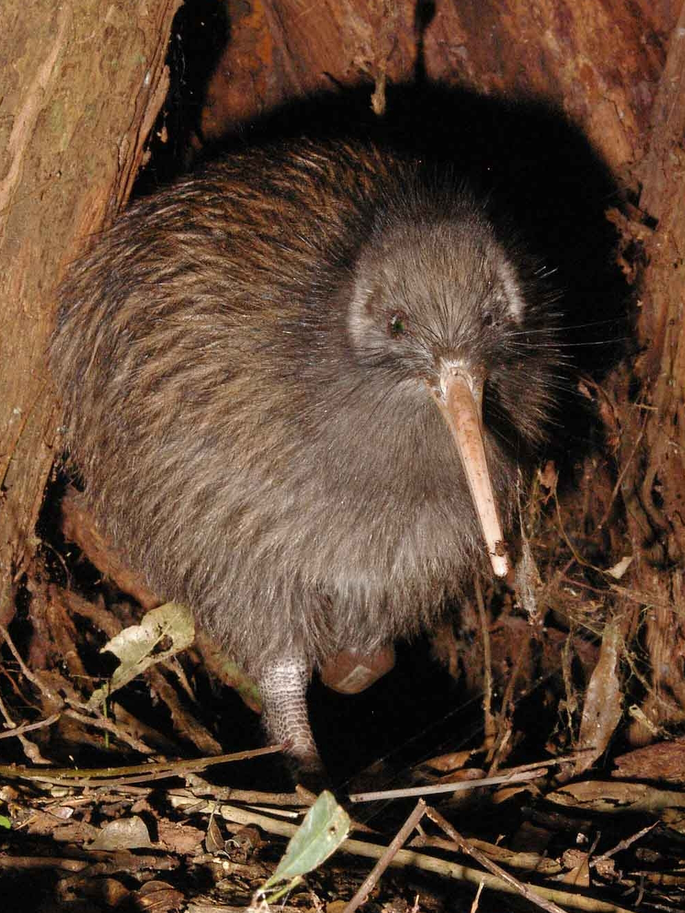 Brown Kiwi wallpaper