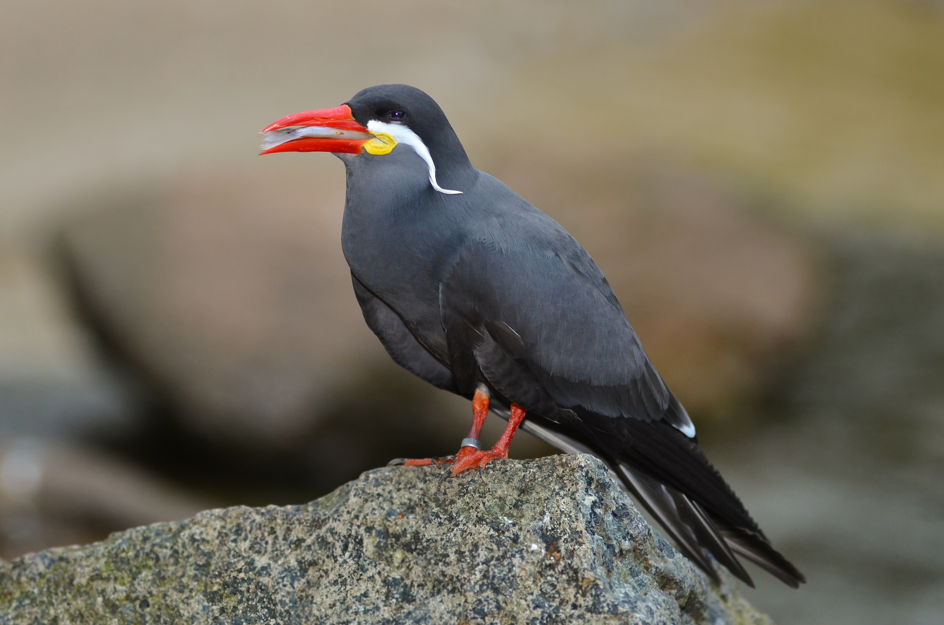 Inca Tern wallpaper