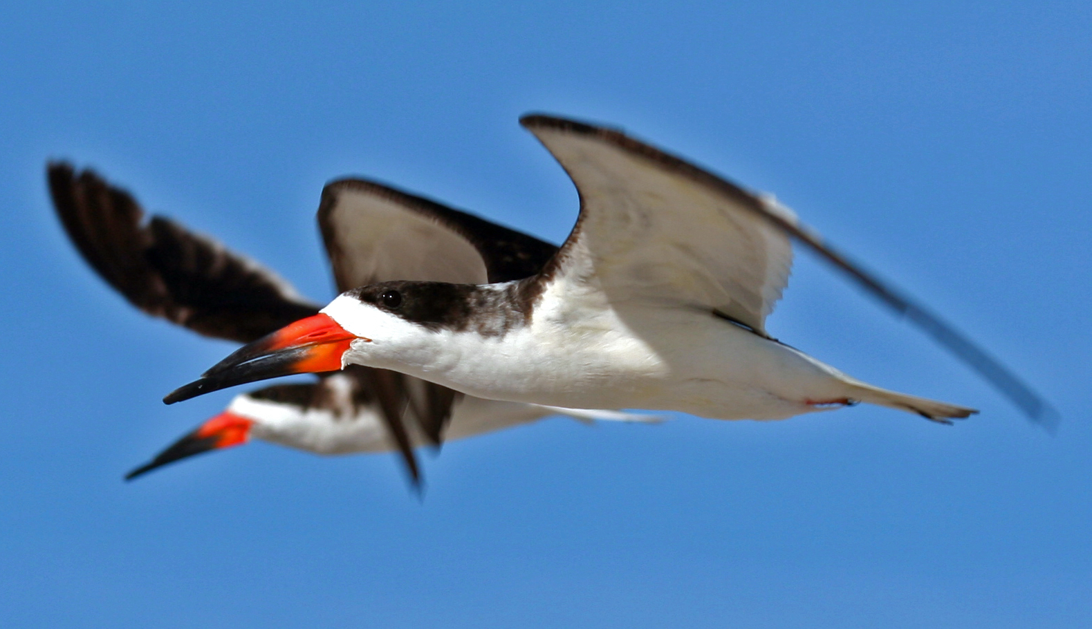 Black Skimmer wallpaper