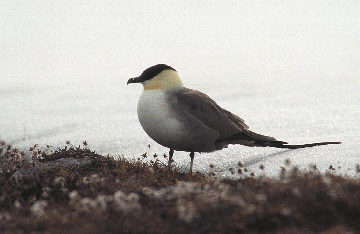 Long-tailed Skua wallpaper