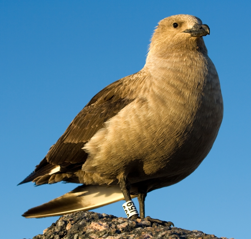 South Polar Skua wallpaper