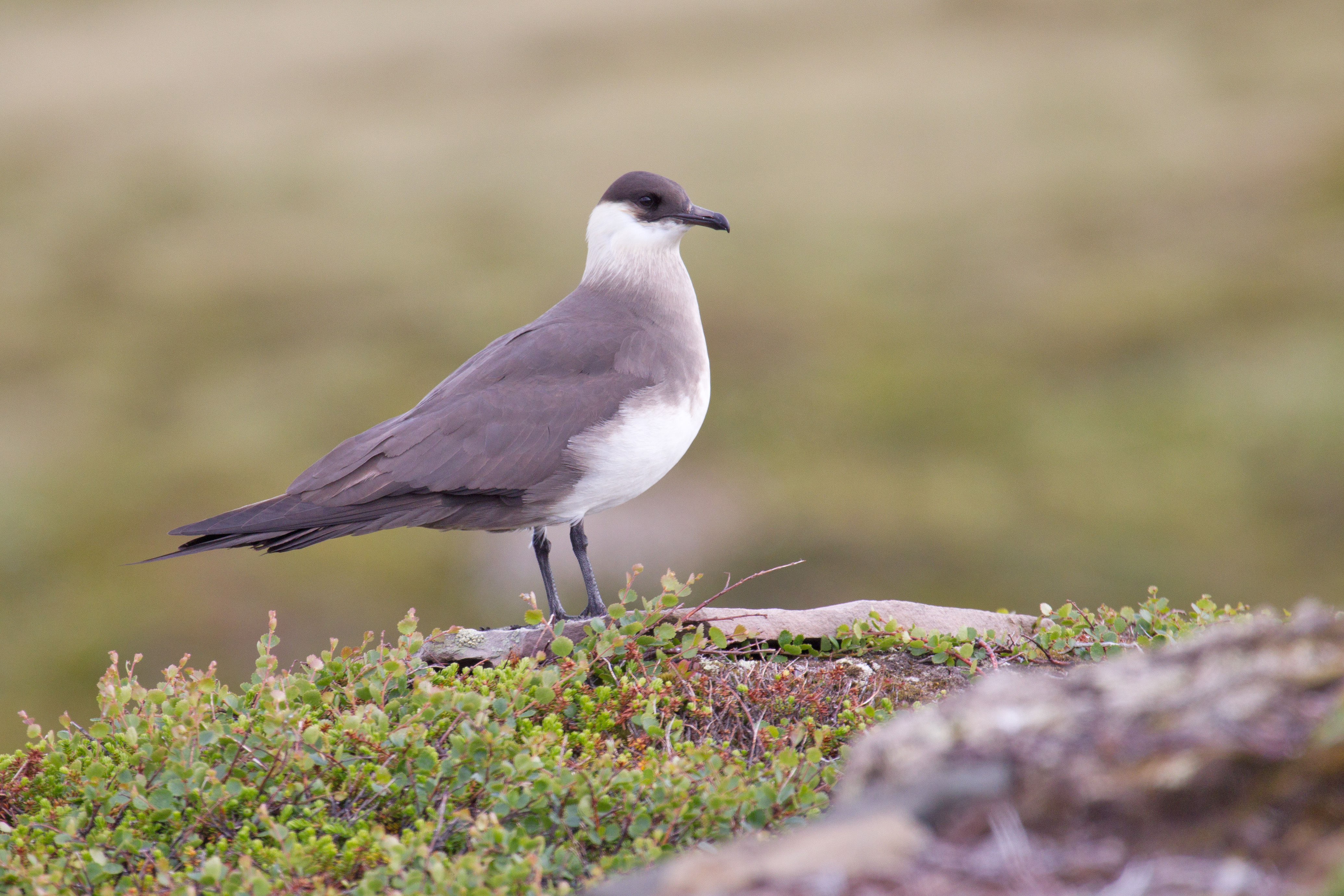 Parasitic Skua wallpaper