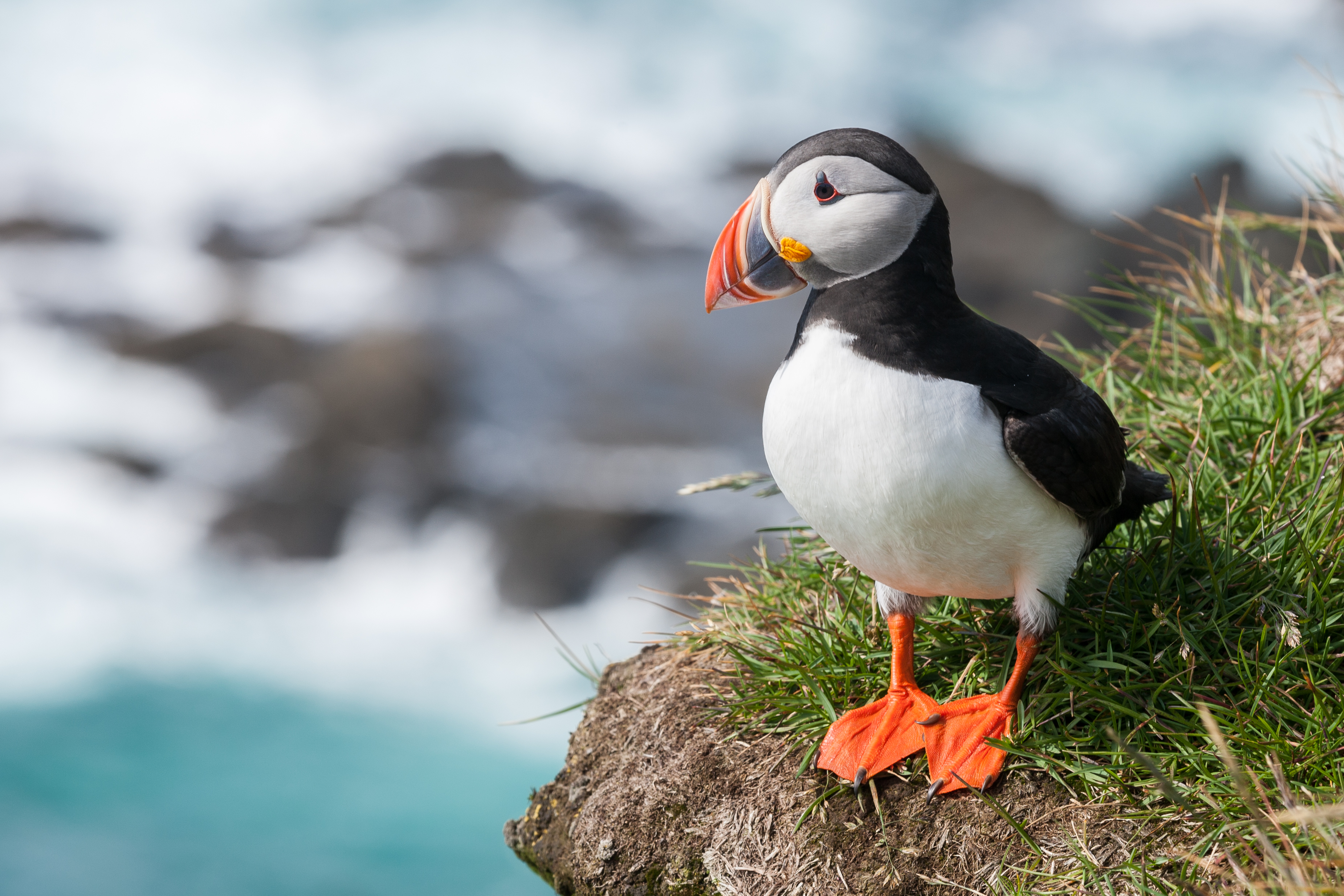 Atlantic Puffin wallpaper