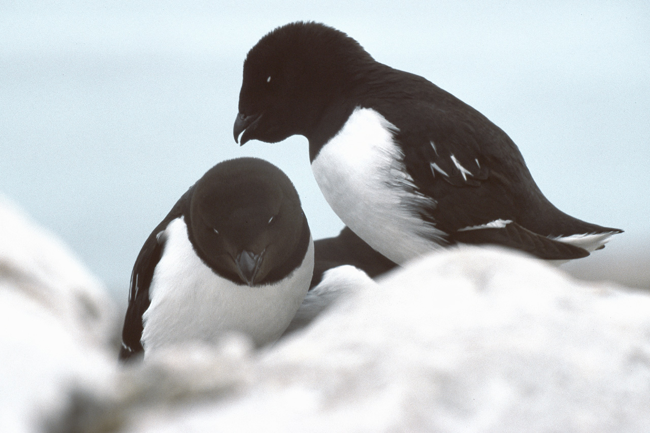 Little Auk wallpaper