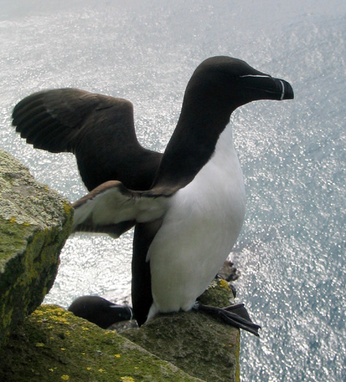 Razorbill wallpaper