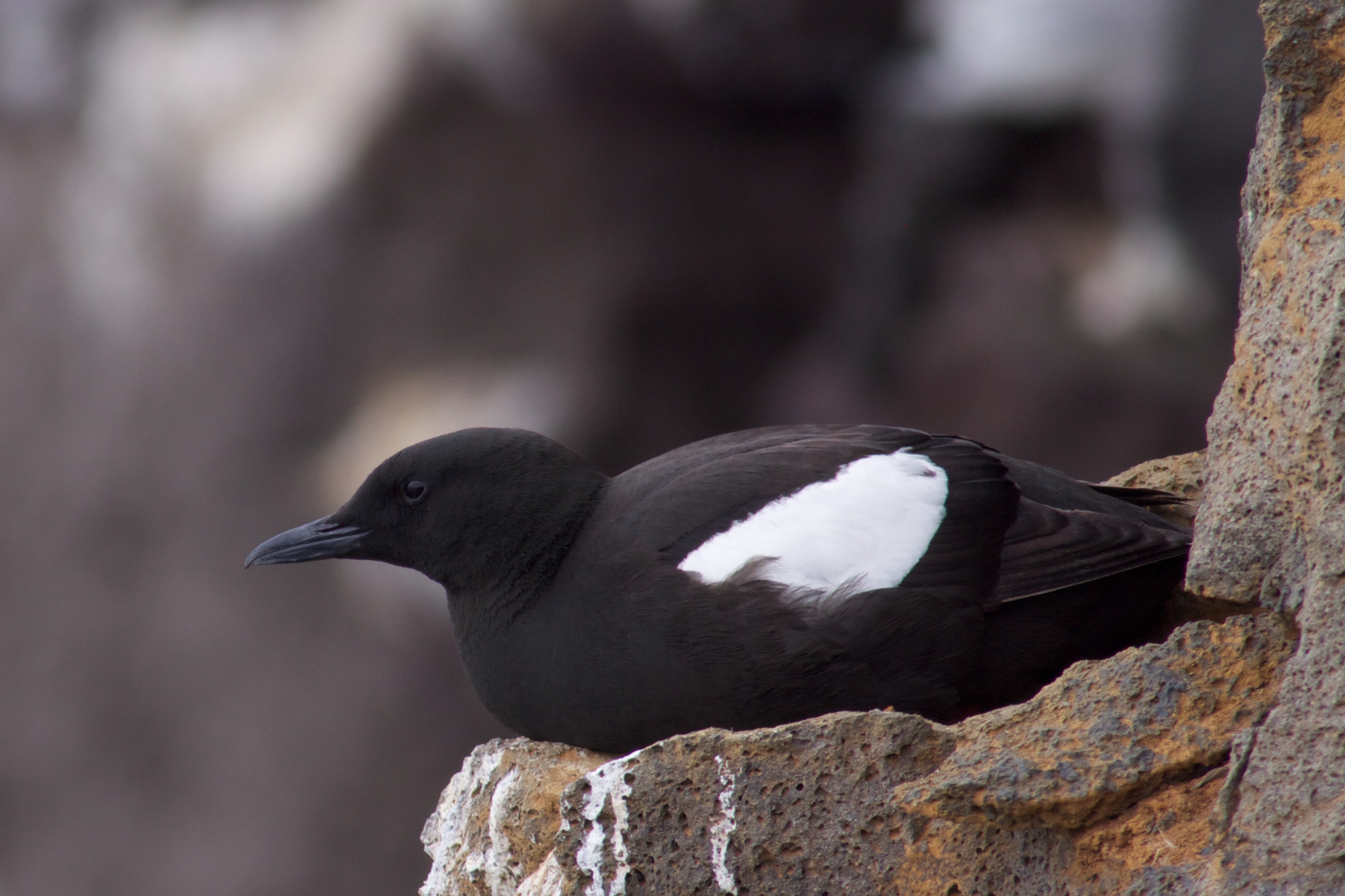 Black Guillemot wallpaper