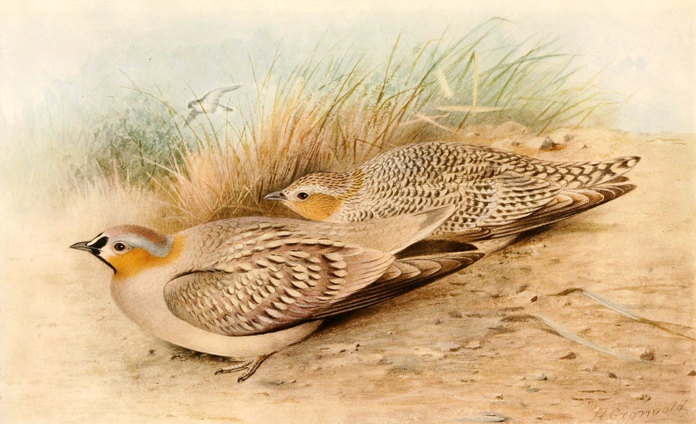 Crowned Sandgrouse wallpaper