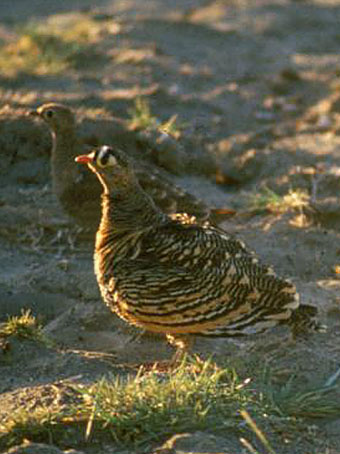 Lichtenstein's Sandgrouse wallpaper