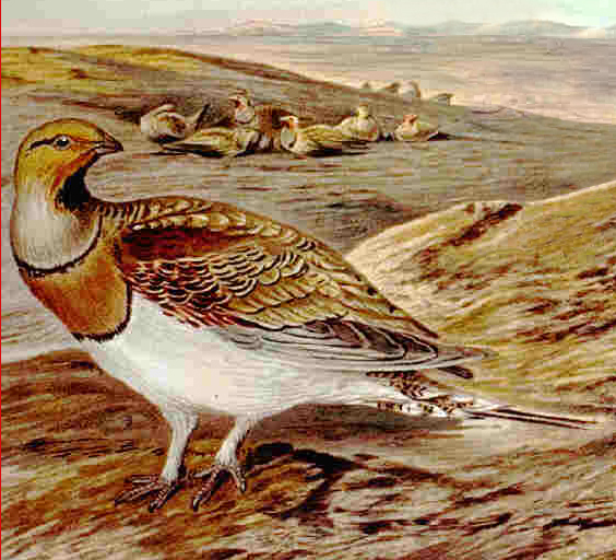 Pin-tailed Sandgrouse wallpaper