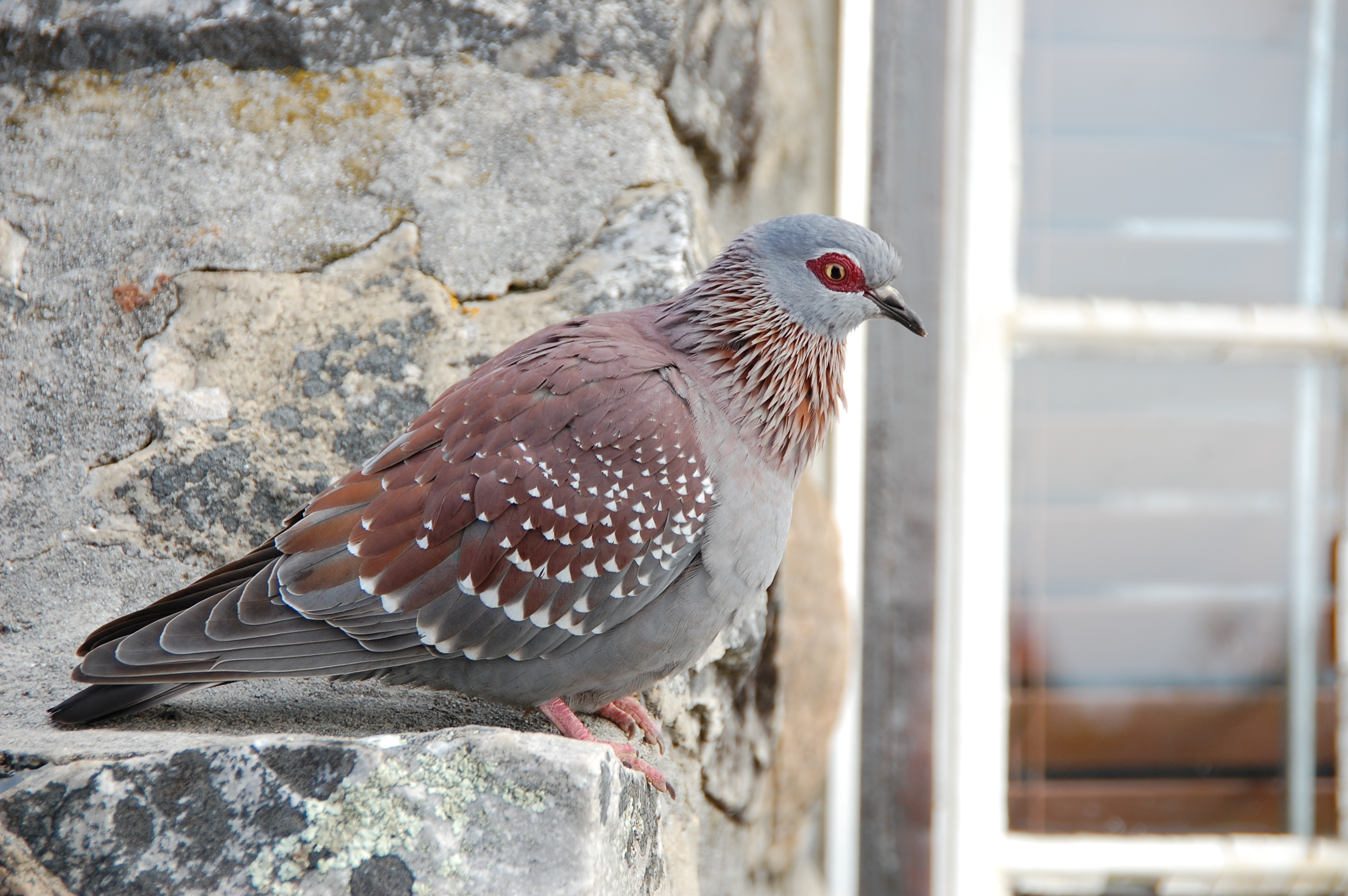 Speckled Pigeon wallpaper