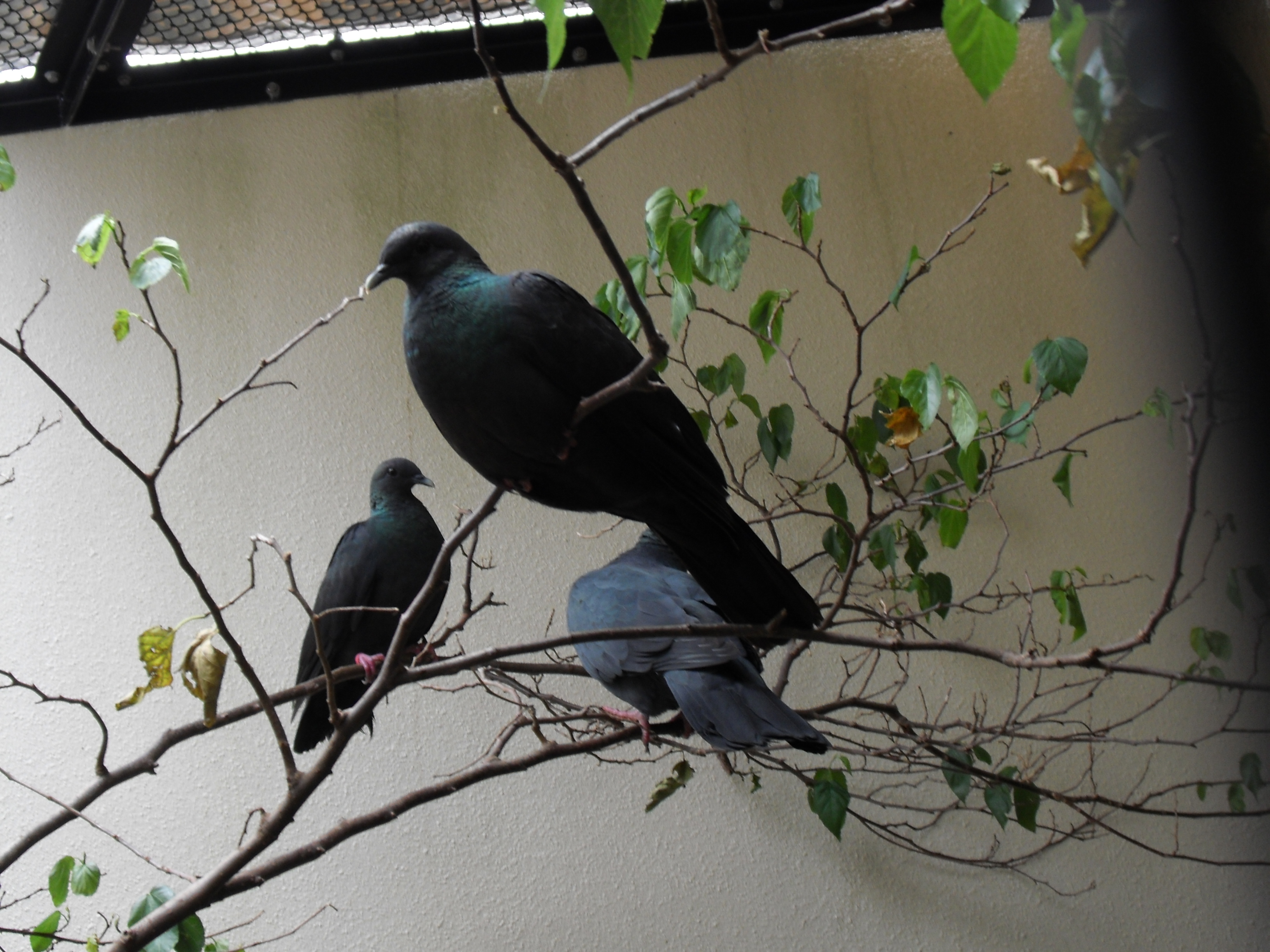 Japanese Wood Pigeon wallpaper