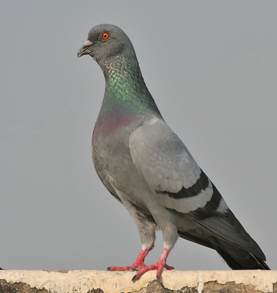 Common Pigeon wallpaper