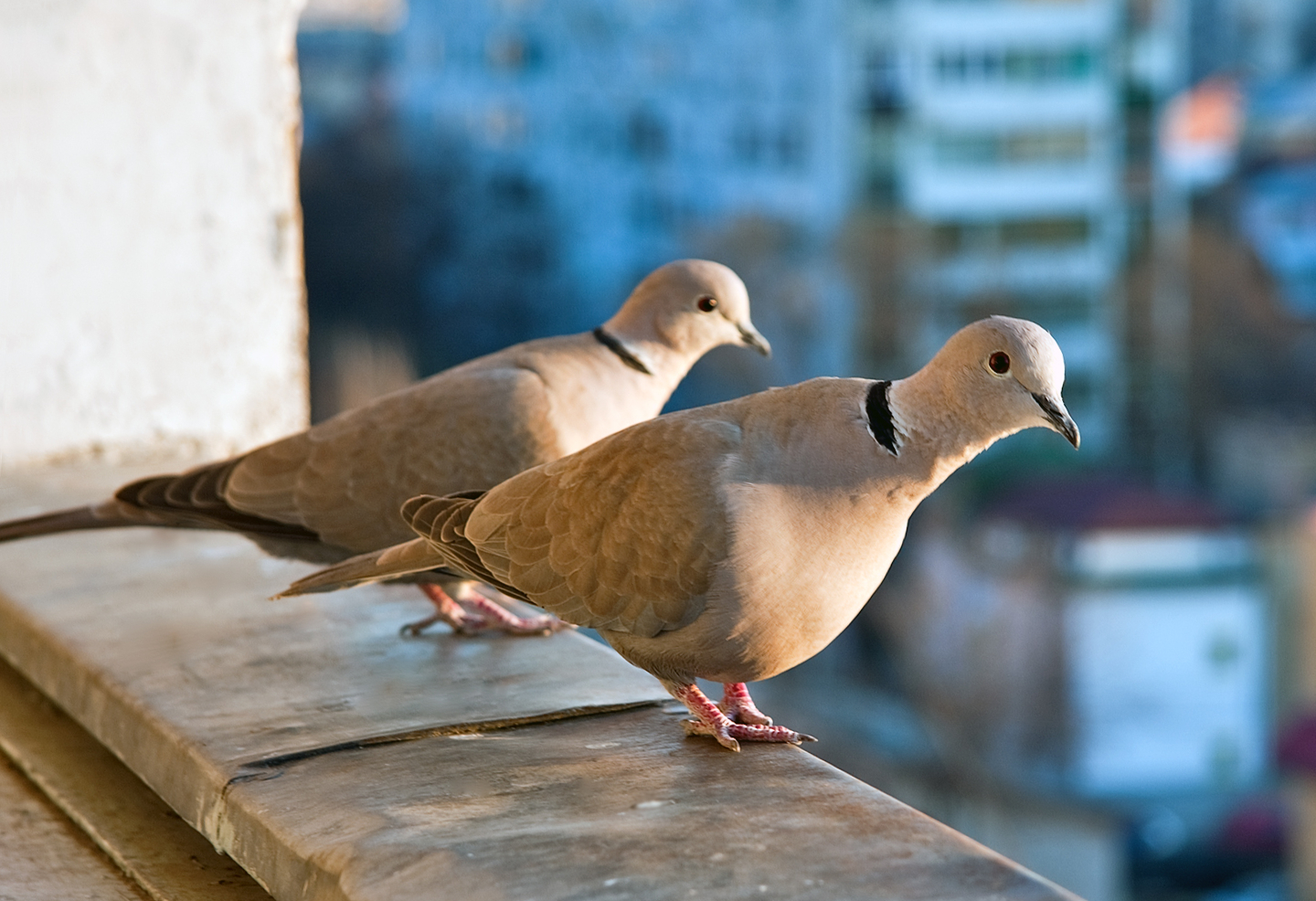 Eurasian Collared Dove wallpaper