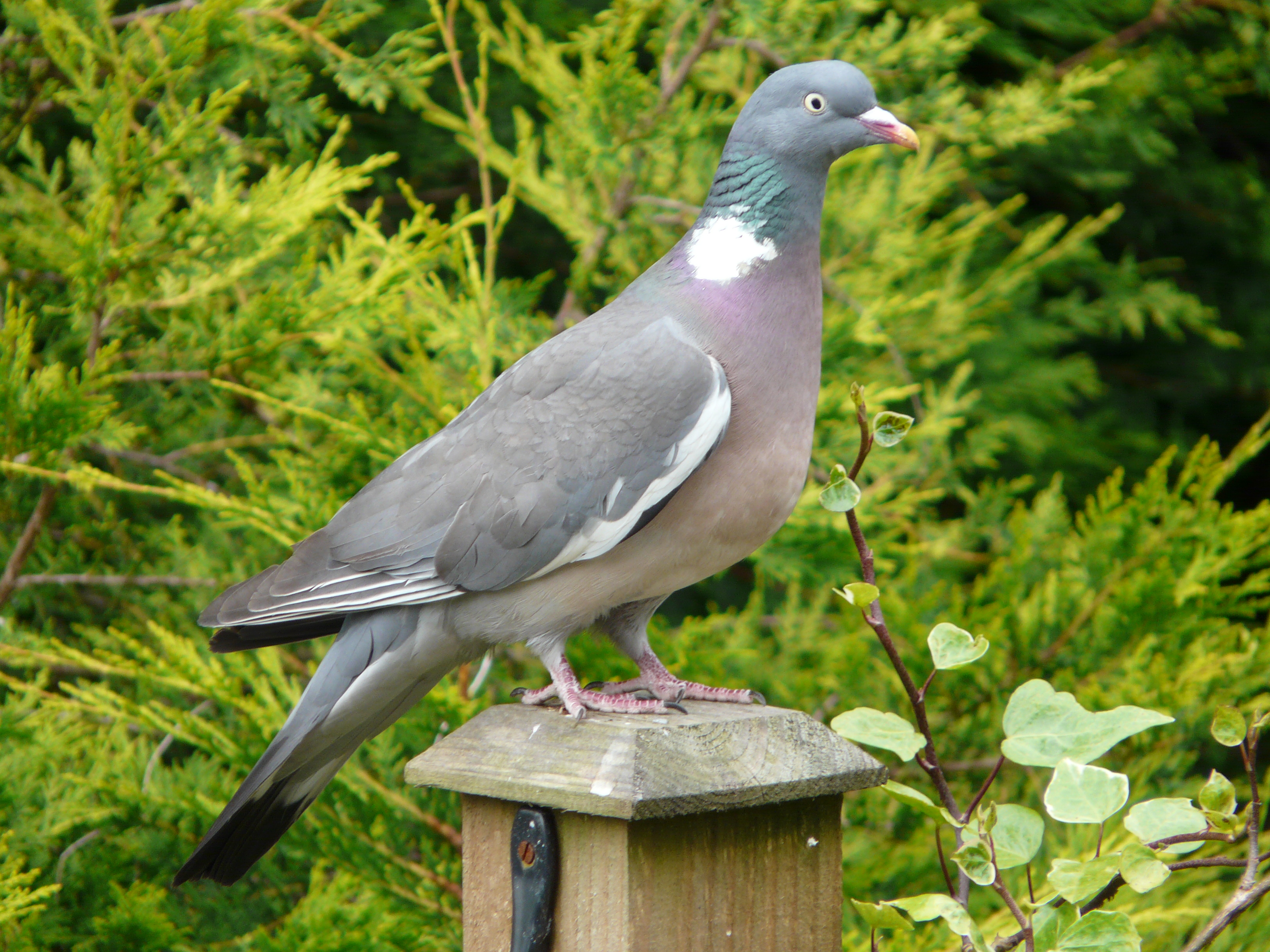 Wood Pigeon wallpaper