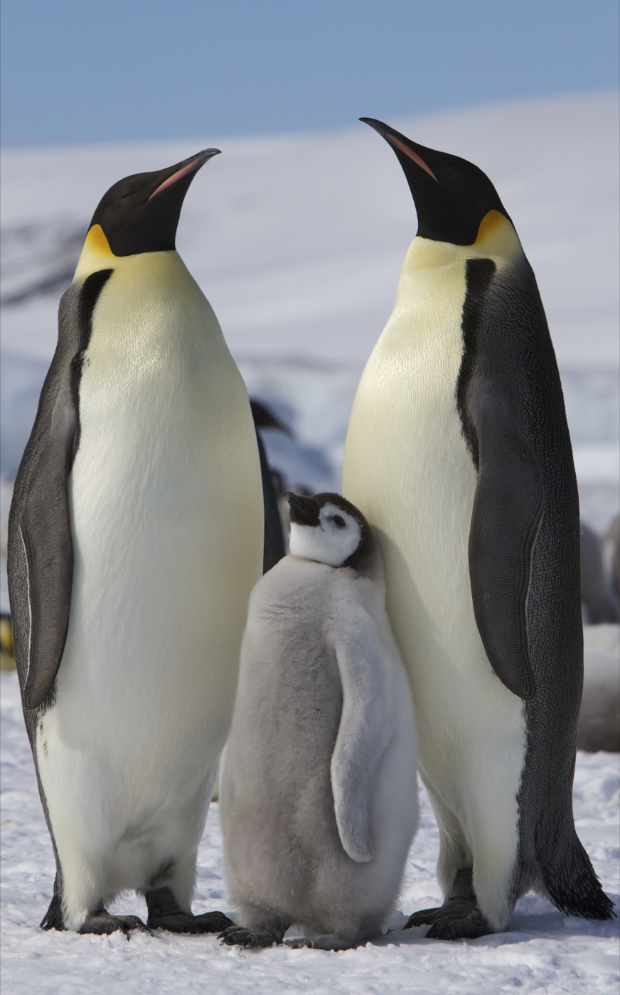 Emperor Penguin wallpaper