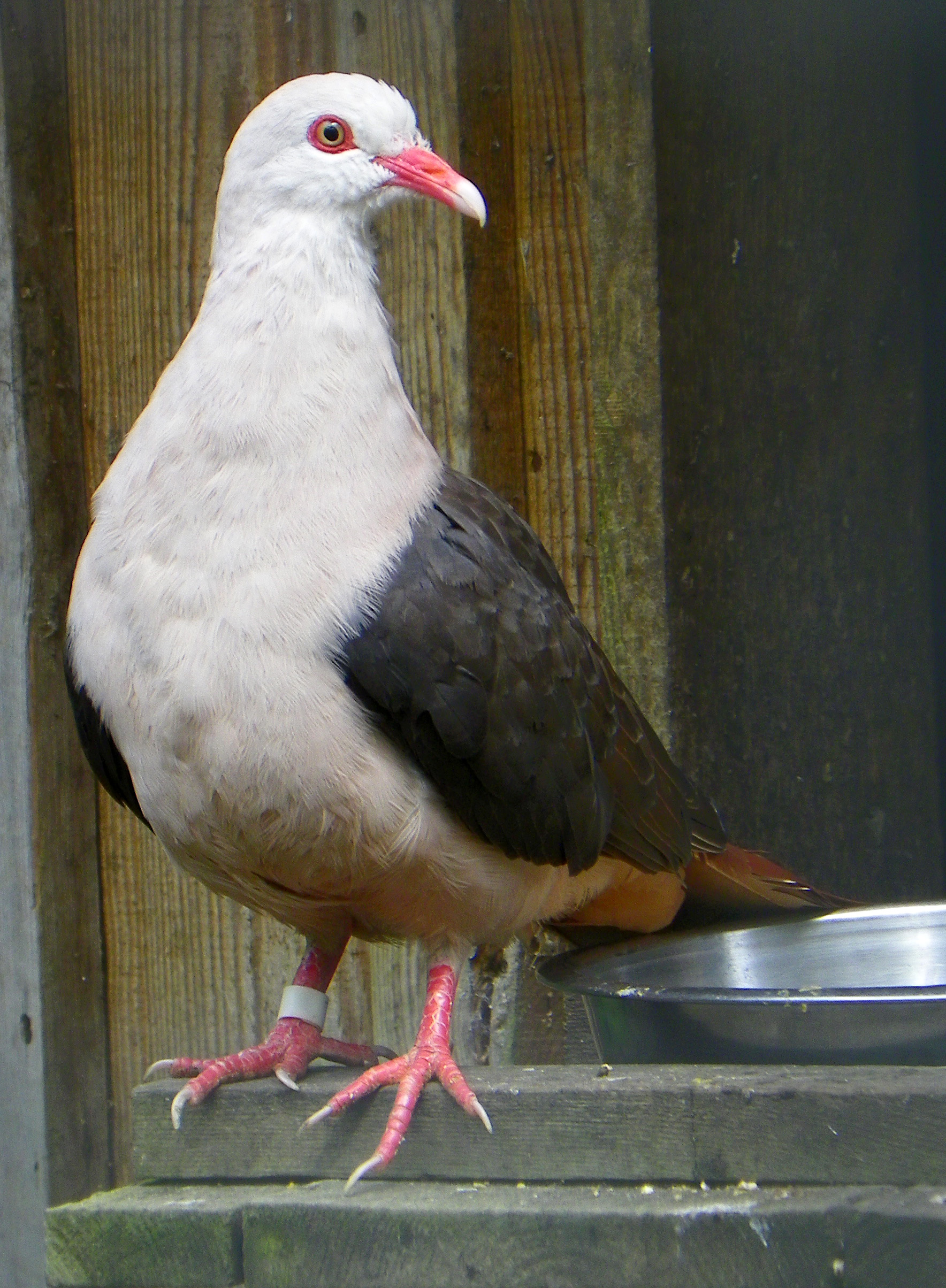 Pink Pigeon wallpaper