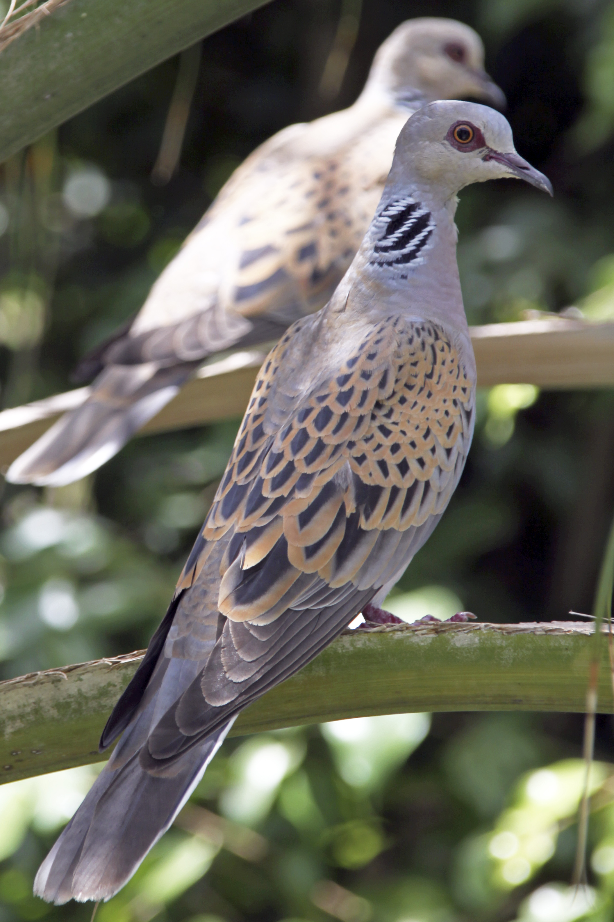 European Turtle Dove wallpaper