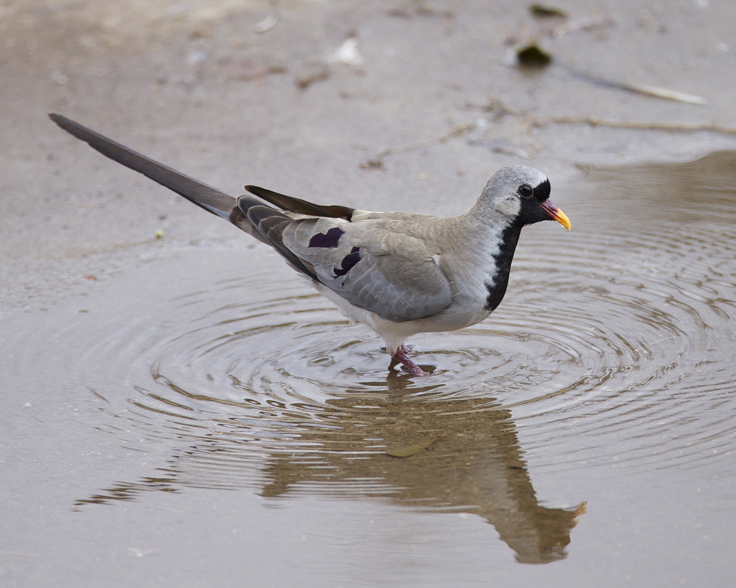 Namaqua Dove wallpaper