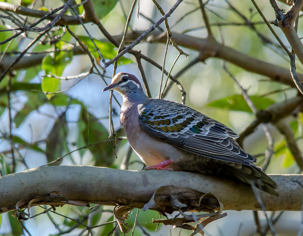 Common Bronzewing wallpaper