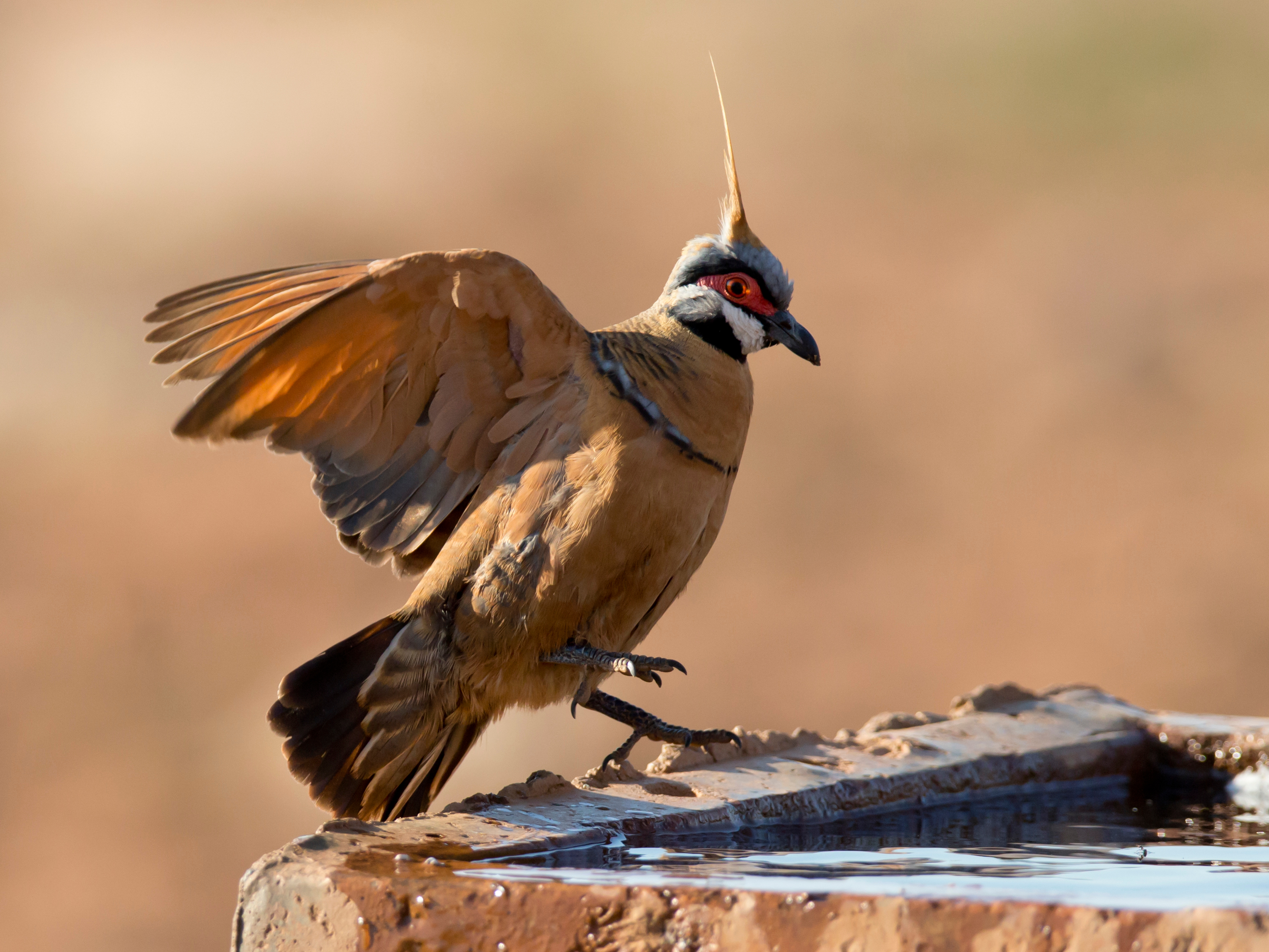 Spinifex Pigeon wallpaper