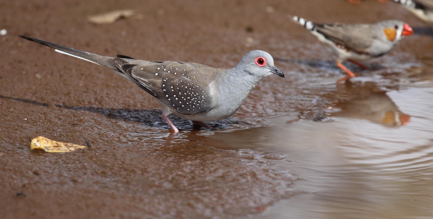 Diamond Dove wallpaper