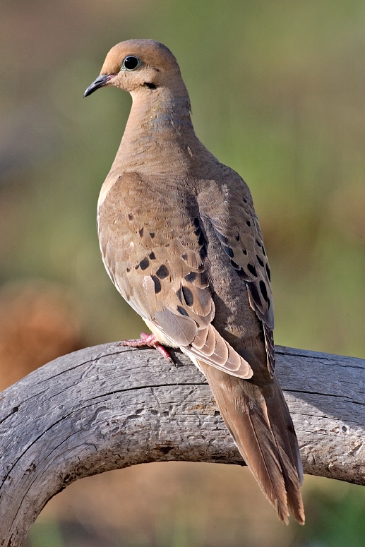 Mourning Dove wallpaper