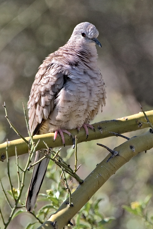 Inca Dove wallpaper