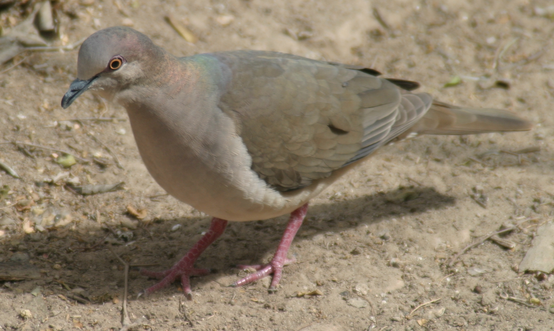 White-tipped Dove wallpaper