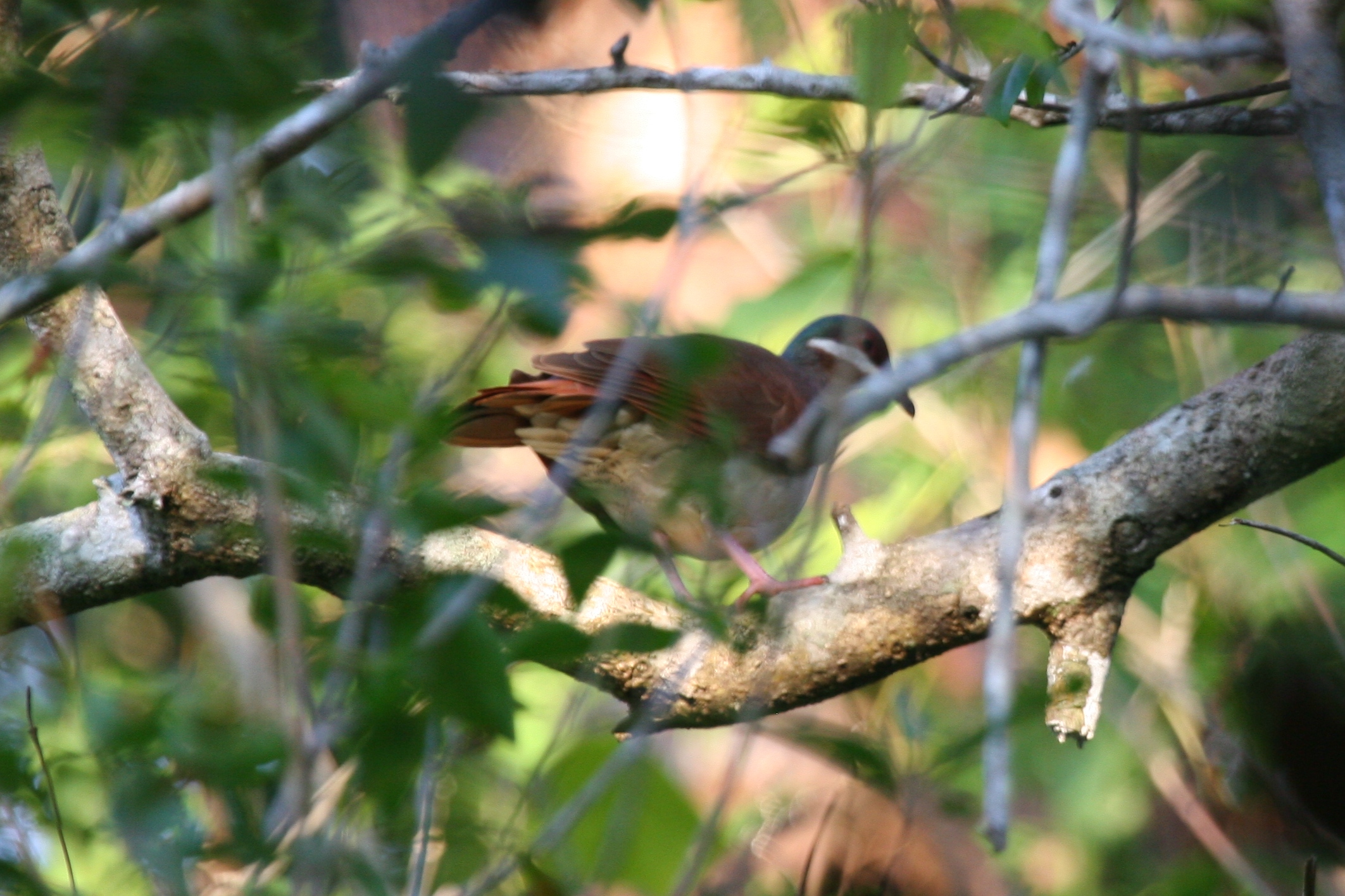 Key West Quail-Dove wallpaper