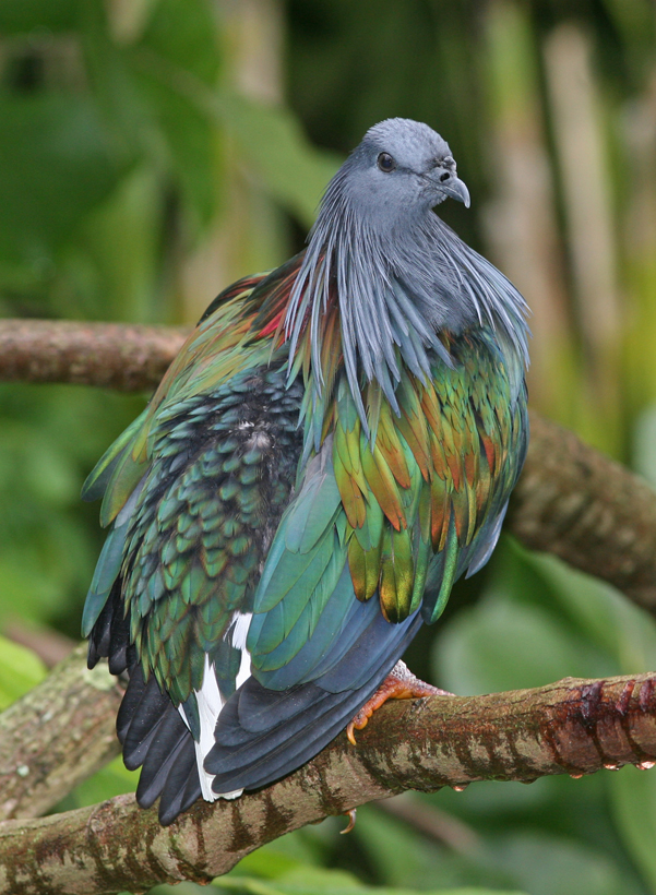 Nicobar Pigeon wallpaper