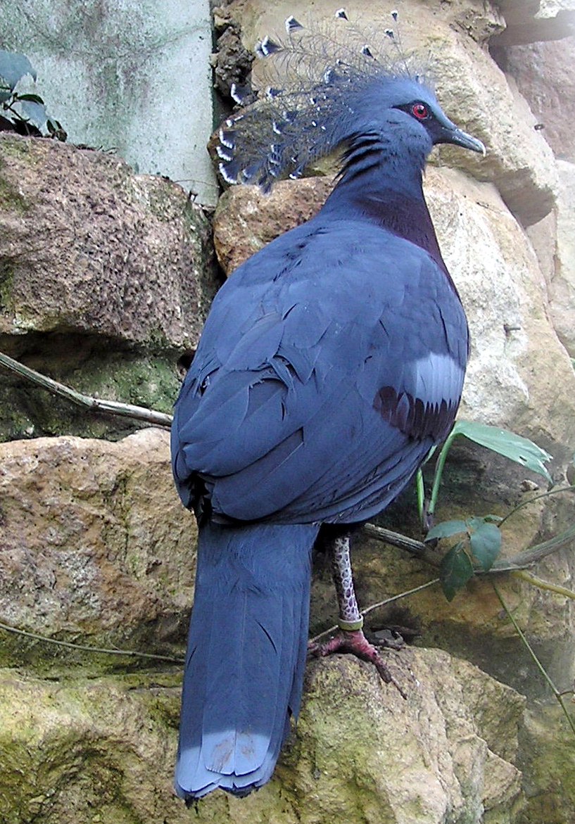 Victoria Crowned Pigeon wallpaper