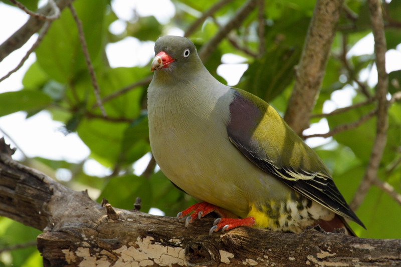 African Green Pigeon wallpaper