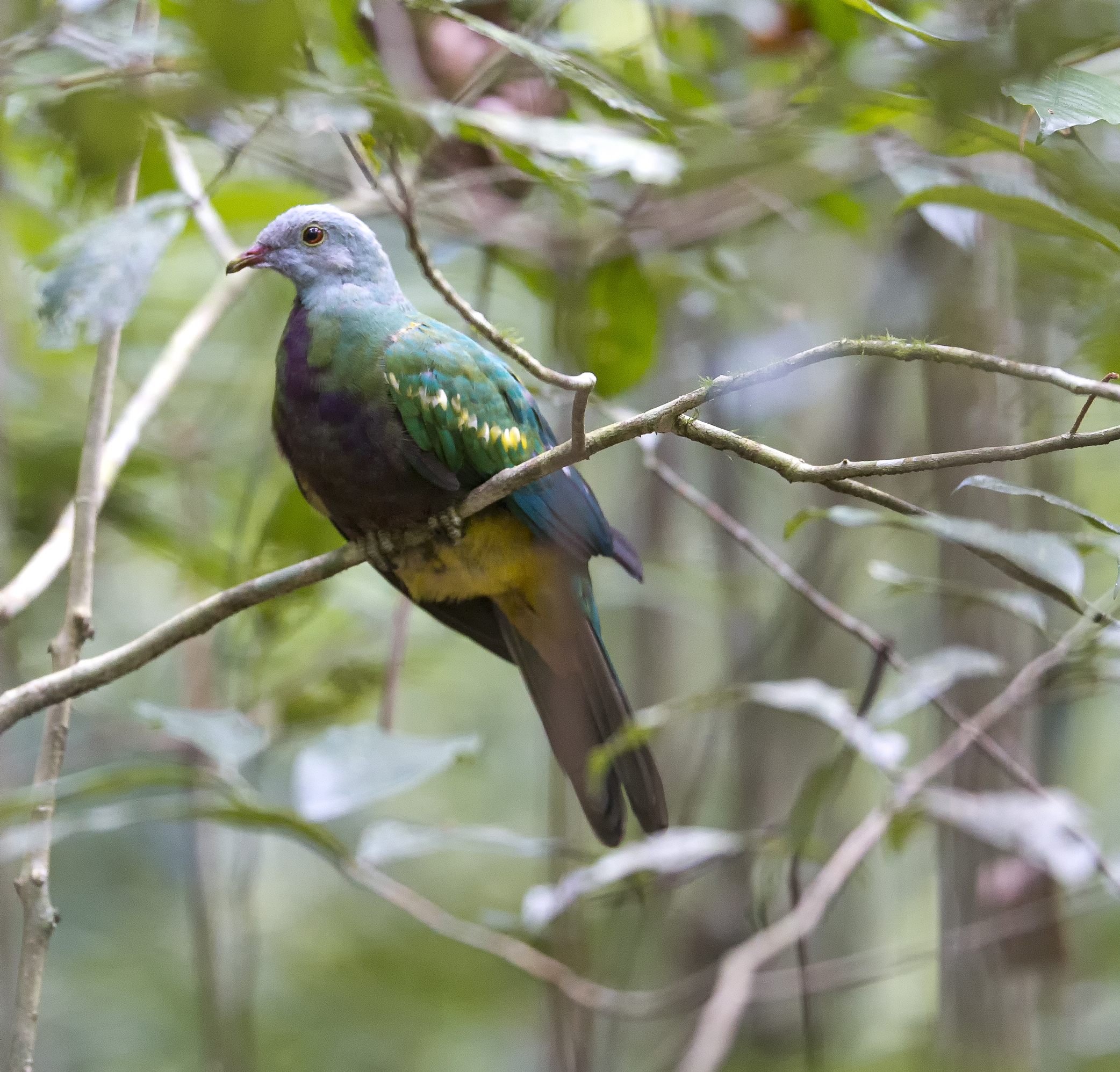 Wompoo Fruit-dove wallpaper