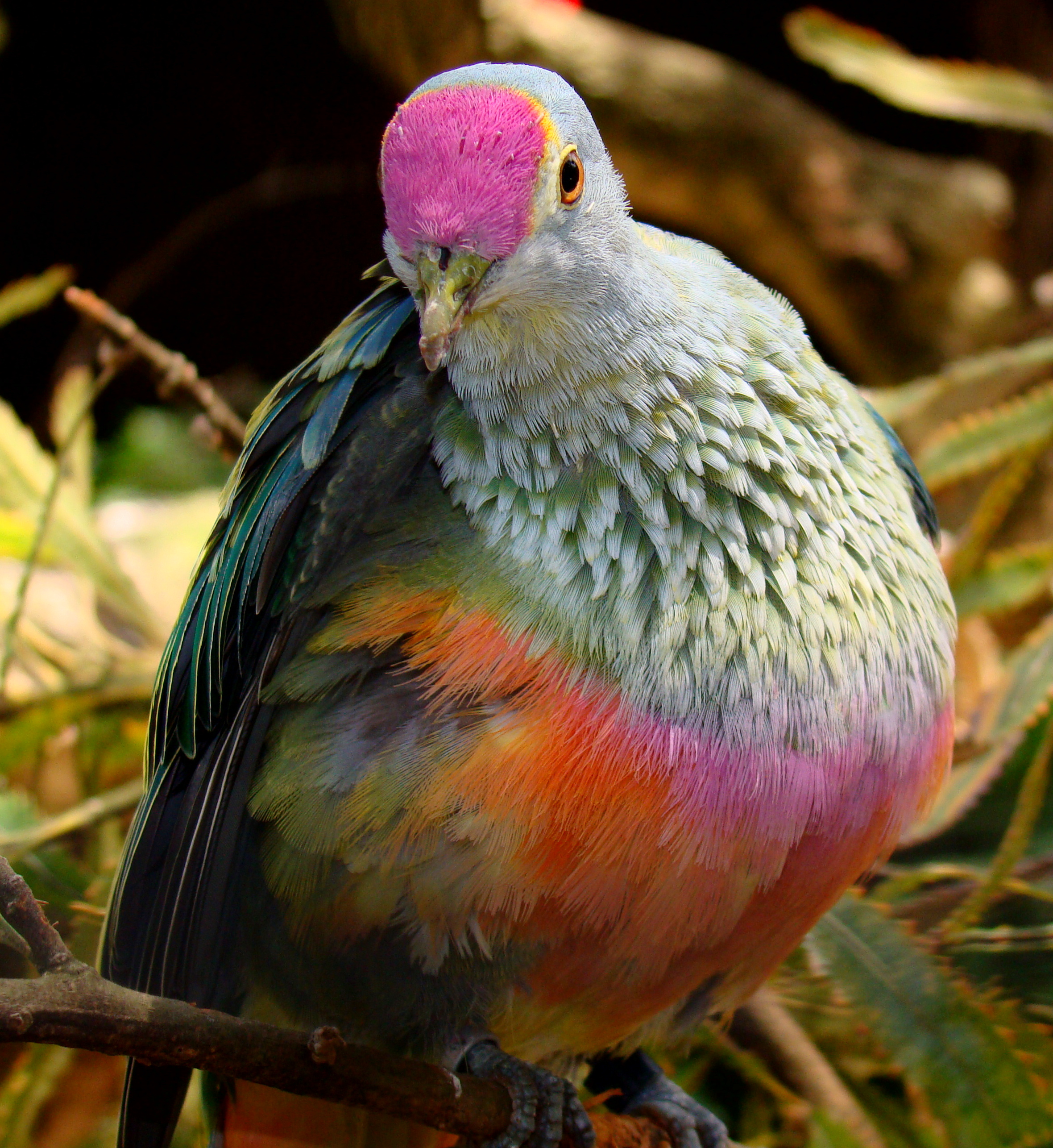 Rose-crowned Fruit-dove wallpaper