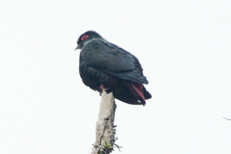 Madagascar Blue Pigeon wallpaper